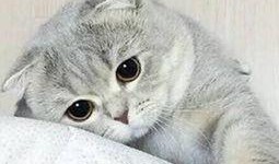 猫猫子闺蜜爆料视频,揭秘不为人知的幕后故事