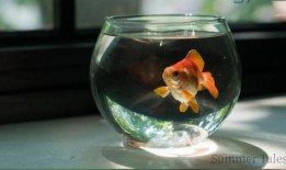 澎湃新闻为何敢爆料海南,海南生成背后的真相与挑战